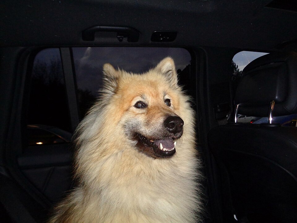 Eurasier — photo de la race de chien originaire de Allemagne (6)
