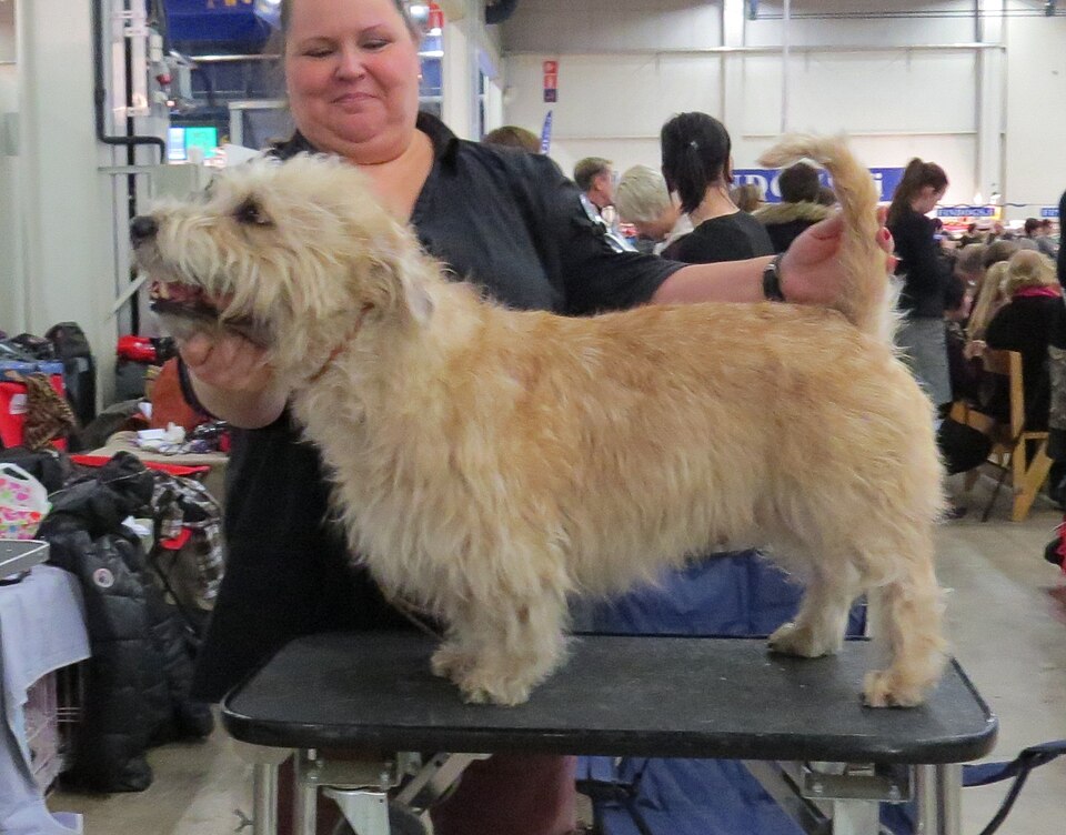 Terrier Irlandais Glen of Imaal — photo de la race de chien originaire de Irlande (6)