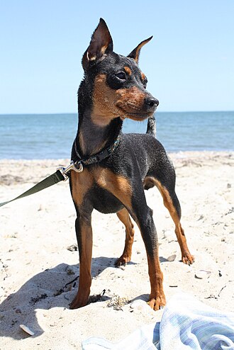 Pinscher nain