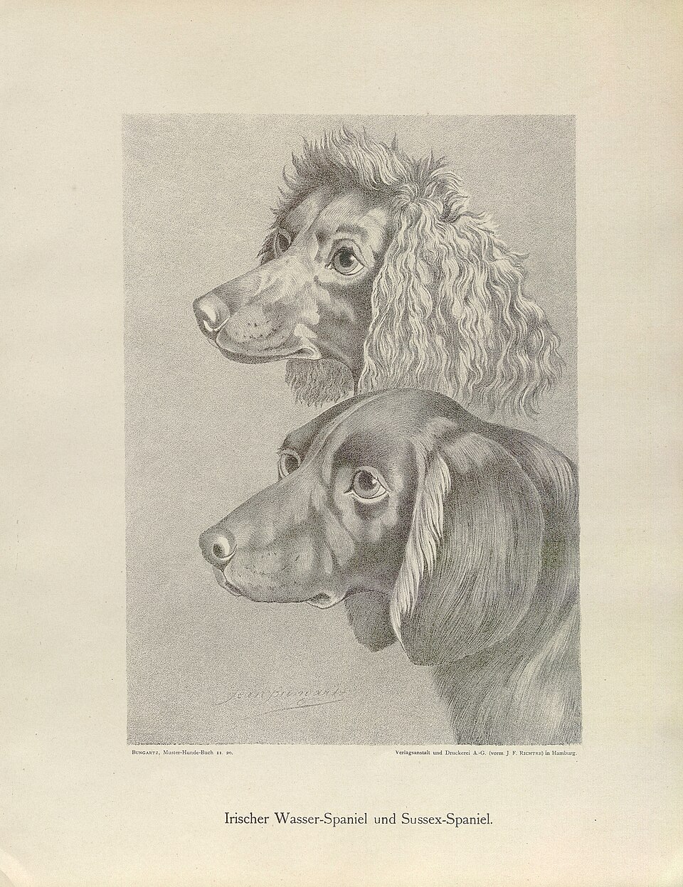 Sussex Spaniel — photo de la race de chien originaire de Angleterre (4)
