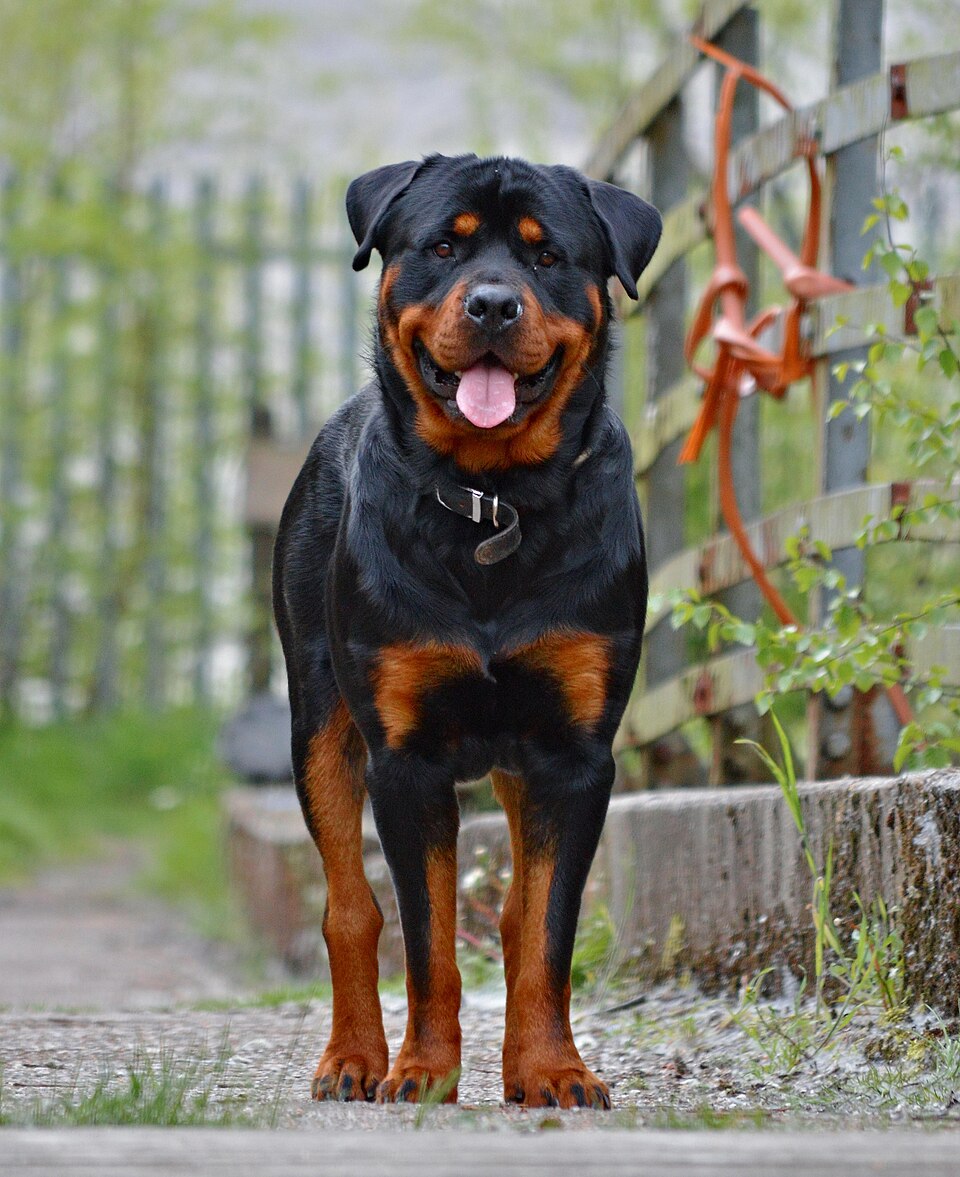 Rottweiler — photo de la race de chien originaire de Allemagne (2)