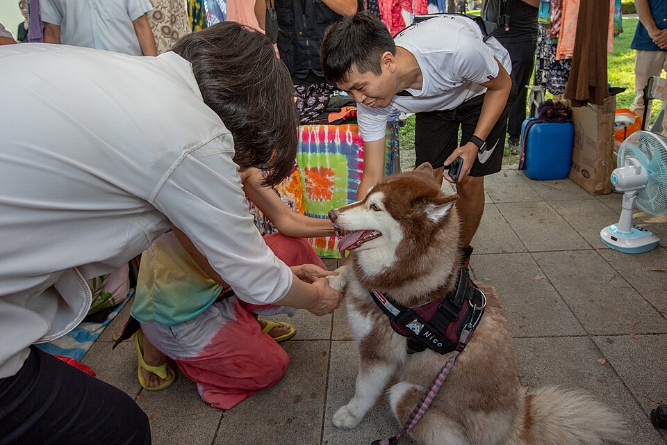 Husky sibérien — photo de la race de chien originaire de Sibérie (1)