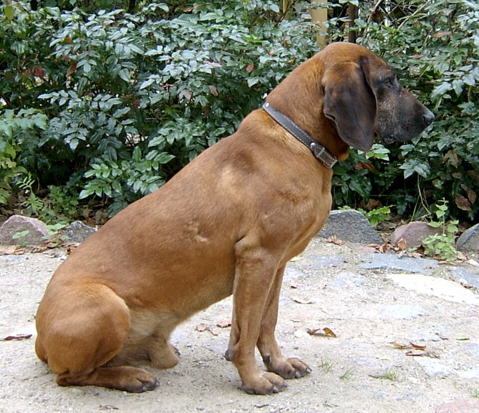 Chien rouge de Bavière — photo de la race de chien originaire de Allemagne (2)