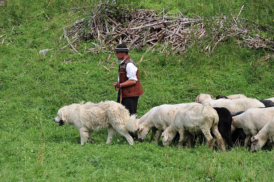 Berger polonais de Podhale — photo de la race de chien originaire de Pologne (2)