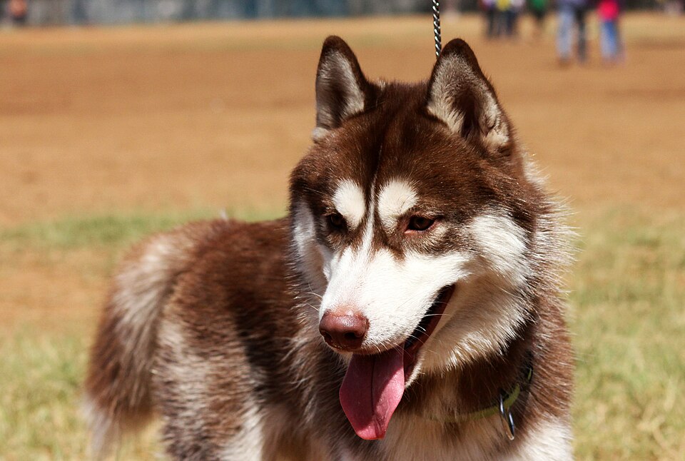 Husky sibérien — photo de la race de chien originaire de Sibérie (4)