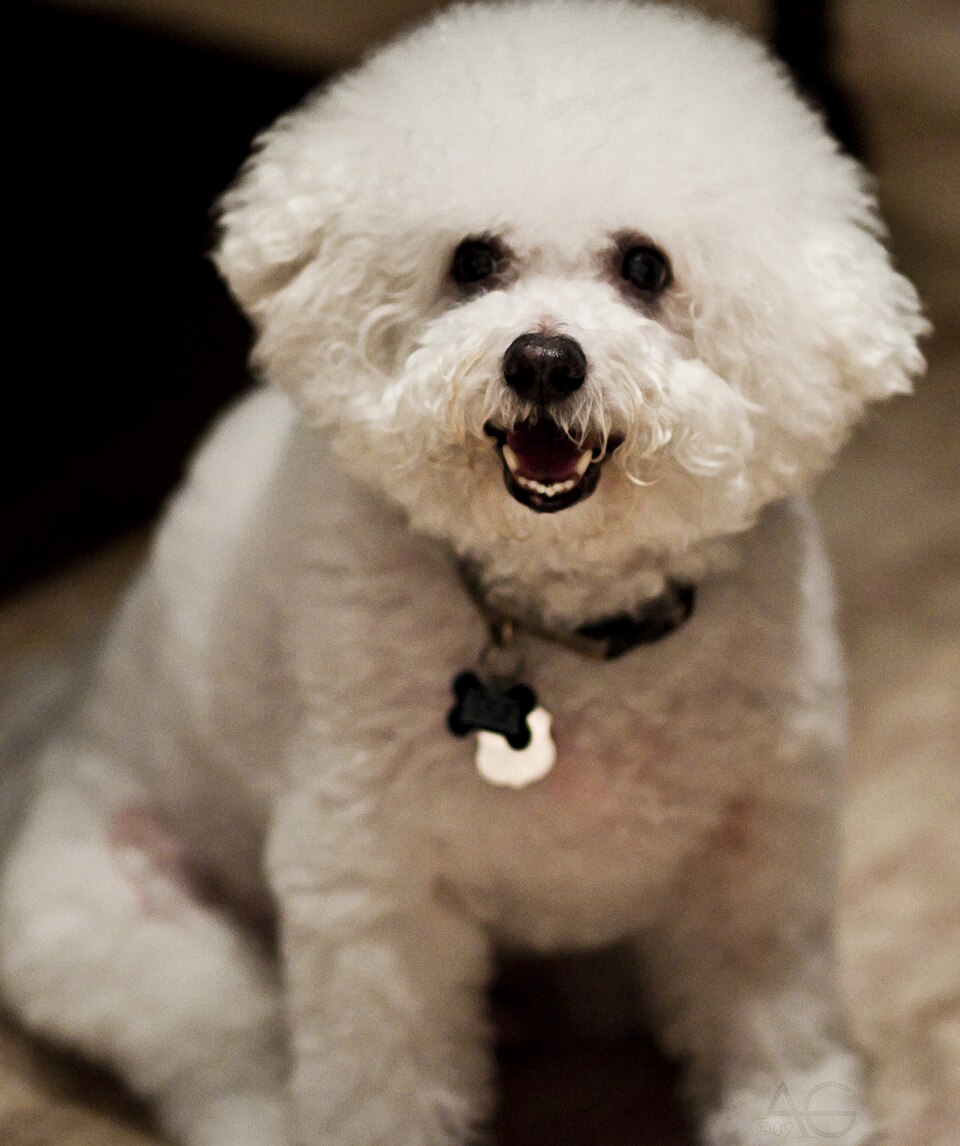 Bichon à poil frisé — photo de la race de chien originaire de Italie Italie (6)