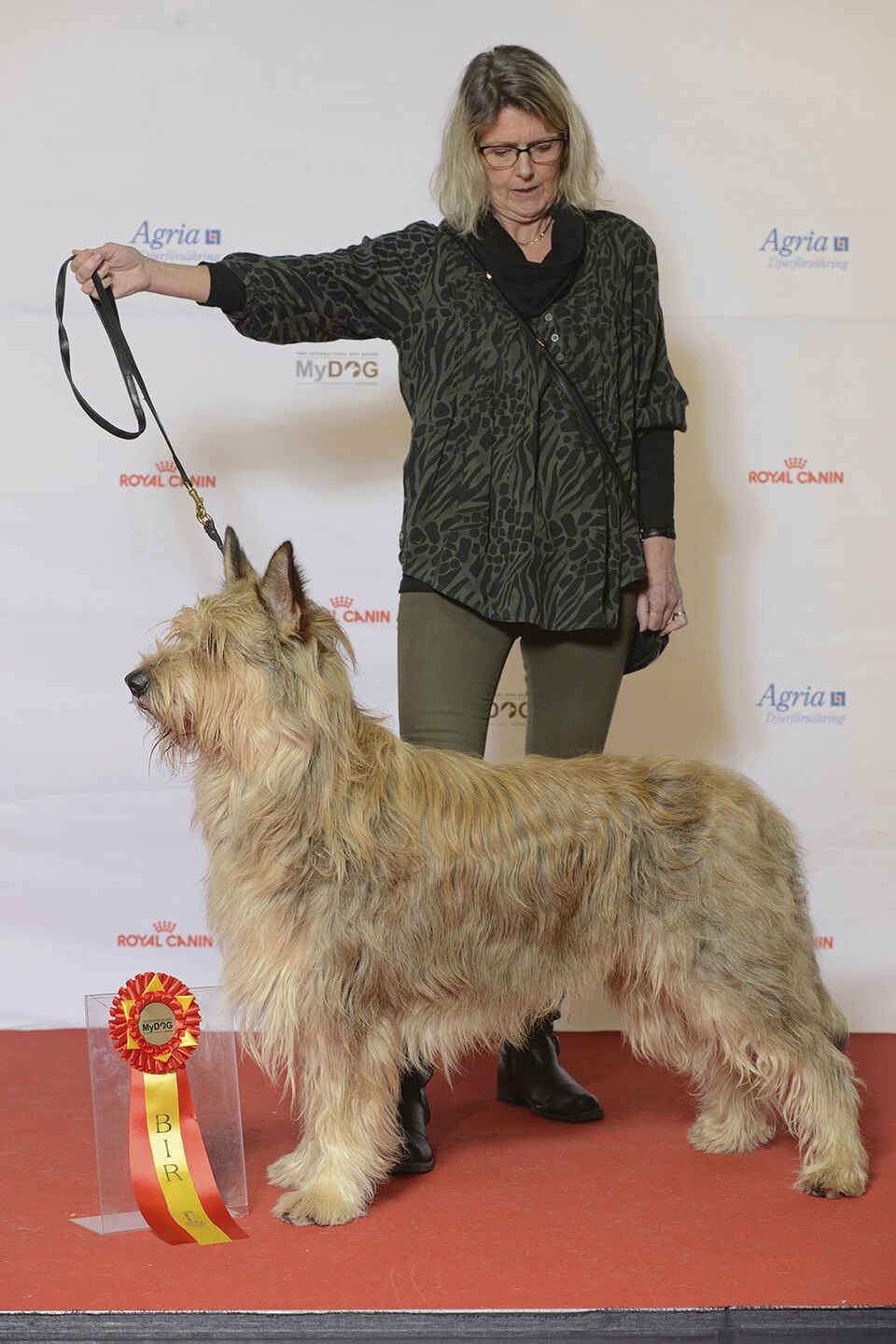 Berger Picard — photo de la race de chien originaire de France (3)