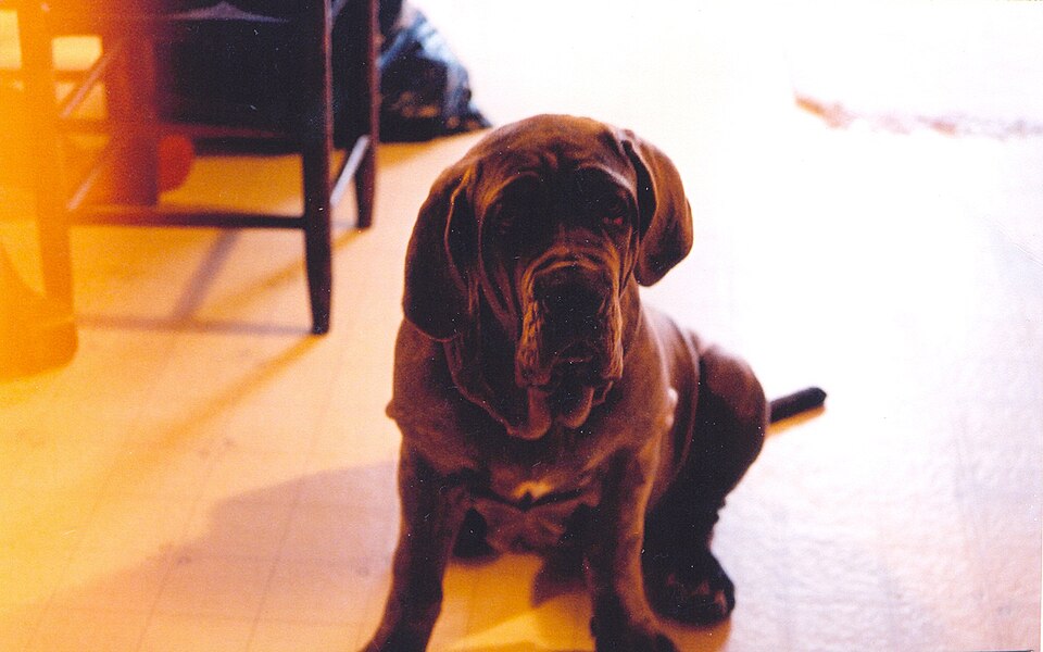 Mâtin de Naples — photo de la race de chien originaire de Rome antique (6)