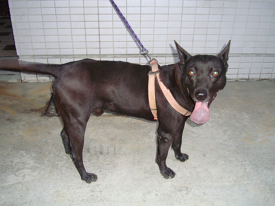 Chien de Taïwan — photo de la race de chien originaire de île de Taïwan (5)