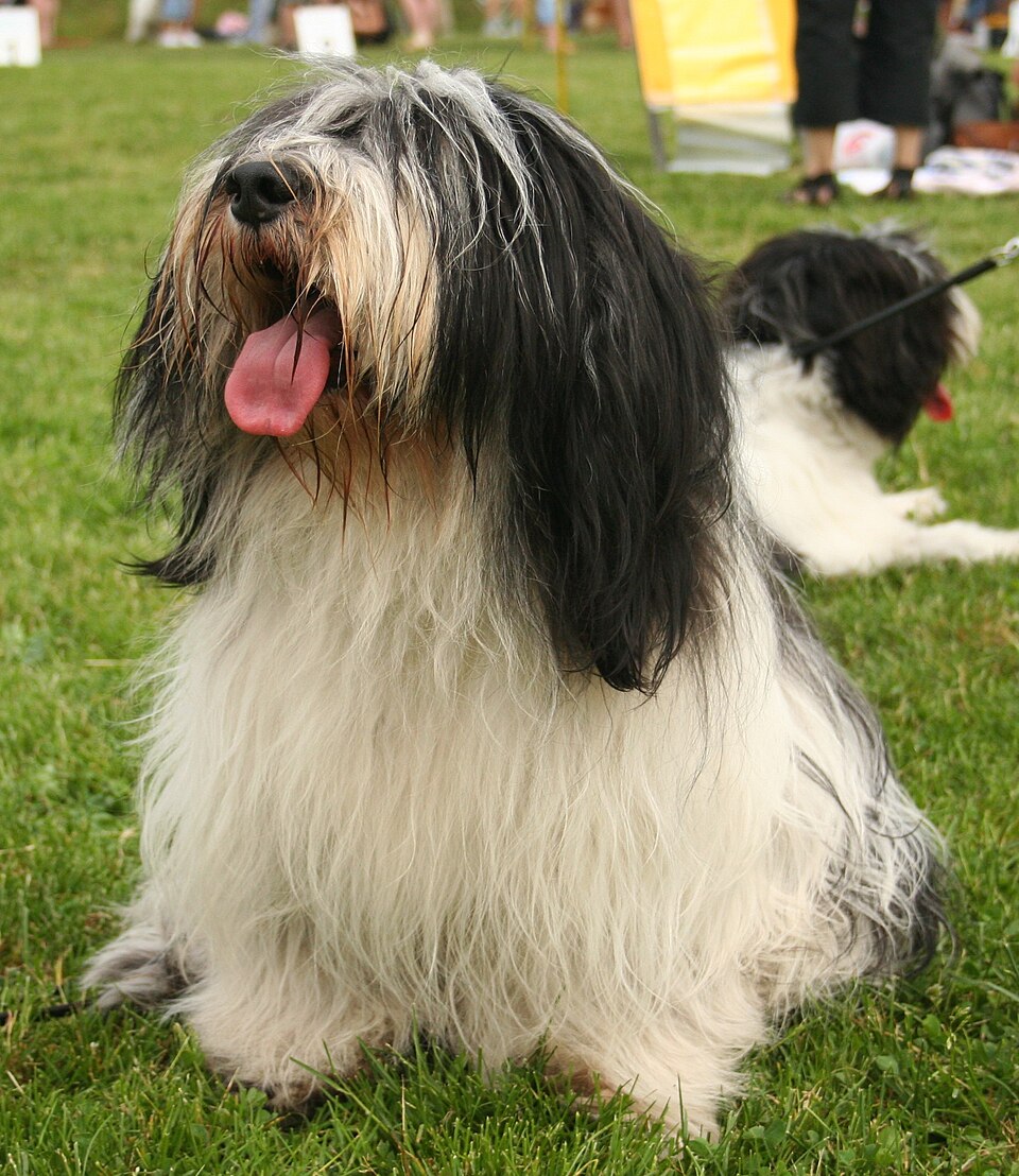 Berger polonais de plaine — photo de la race de chien originaire de Pologne (5)