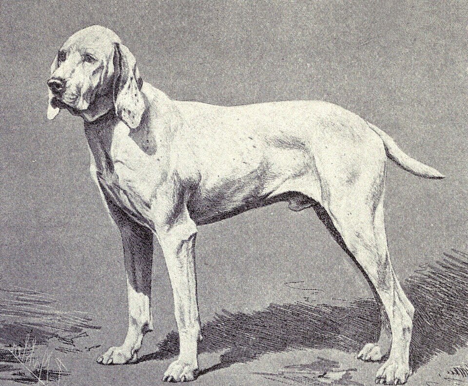 Braque de l’Ariège — photo de la race de chien originaire de France (6)