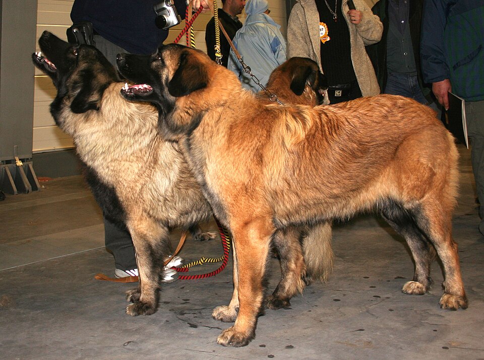 Chien de montagne portugais — photo de la race de chien originaire de Portugal (3)