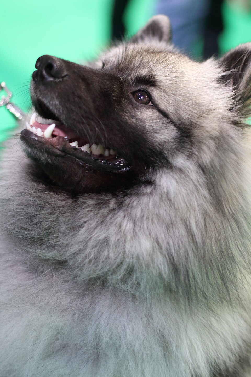 Spitz-loup — photo de la race de chien originaire de Pays-Bas (6)