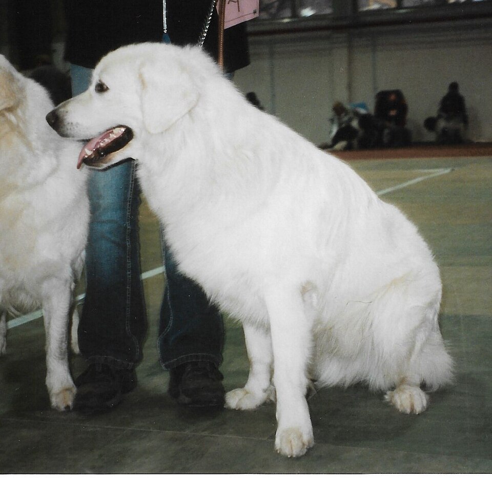 Slovensky cuvac — photo de la race de chien originaire de Tchécoslovaquie (5)