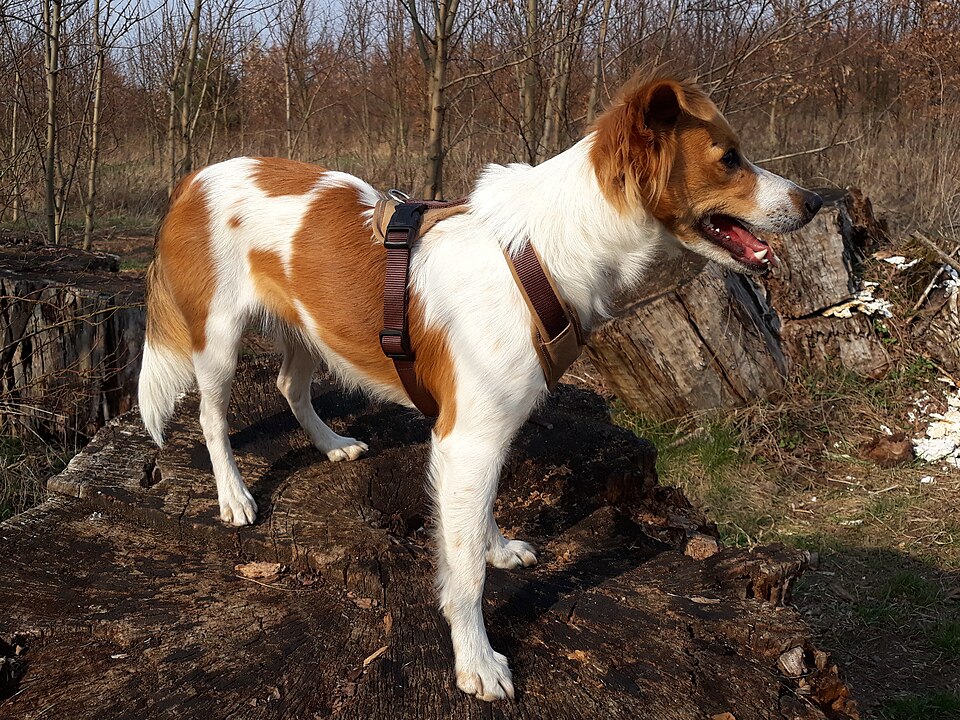 Kromfohrländer — photo de la race de chien originaire de Allemagne (6)