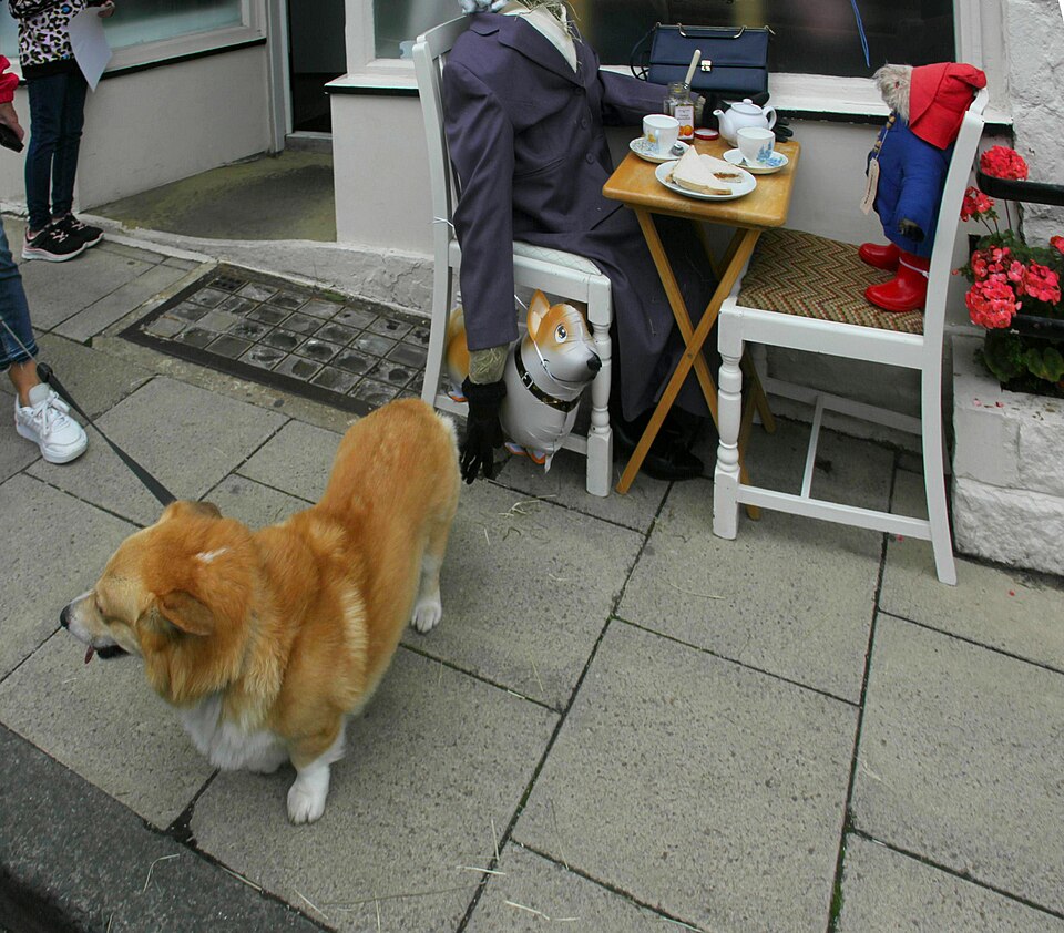 Welsh Corgi — photo de la race de chien originaire de Royaume-Uni (1)