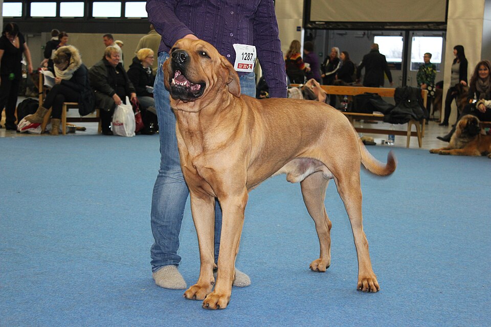 Tosa — photo de la race de chien originaire de Japon (1)