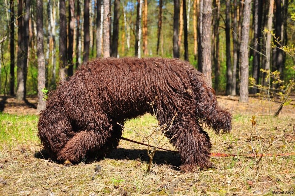 Barbet — photo de la race de chien originaire de France (2)