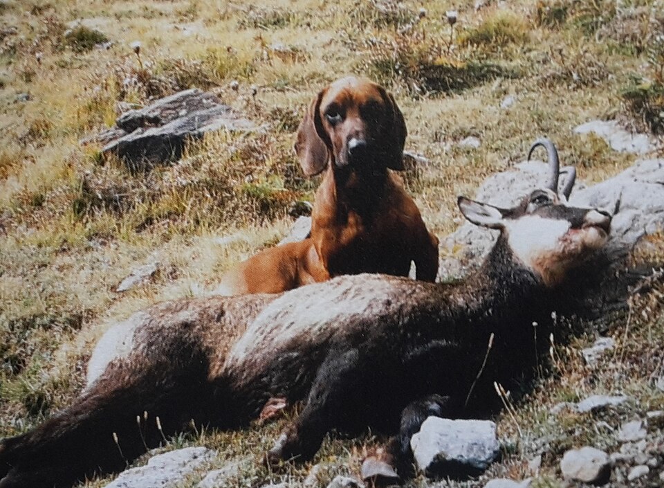 Chien rouge de Hanovre — photo de la race de chien originaire de Allemagne (2)