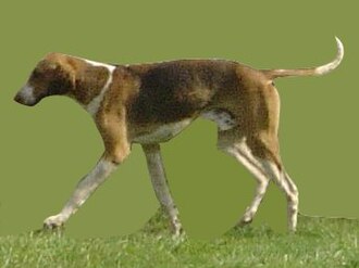 Foxhound anglais