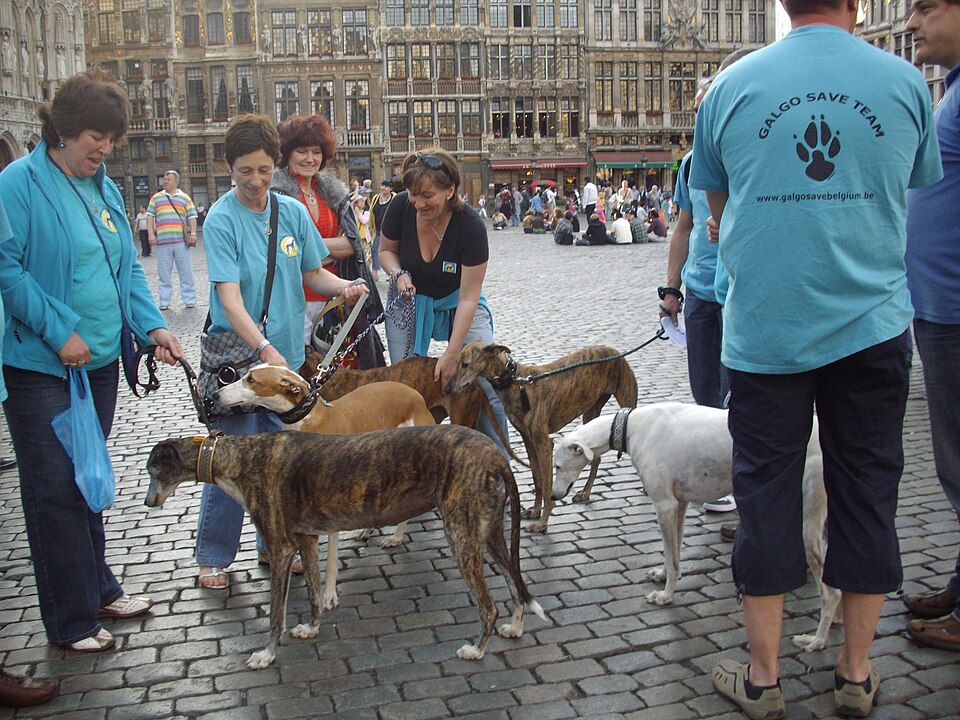 Greyhound — photo de la race de chien originaire de Royaume-Uni (2)