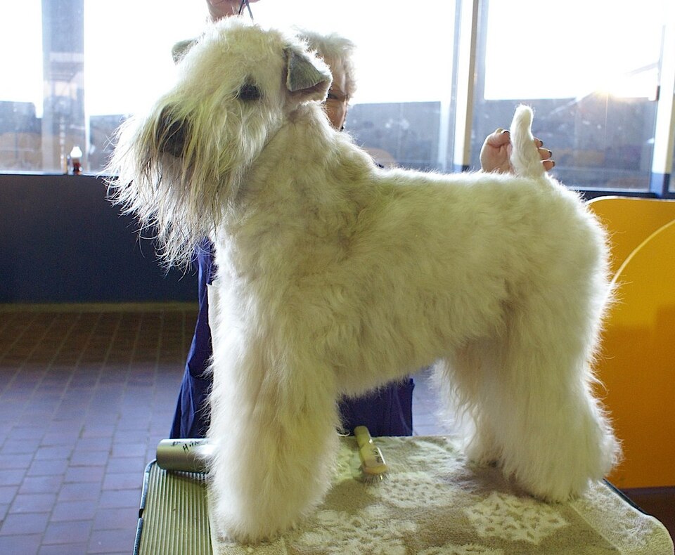 Terrier Irlandais à poil doux — photo de la race de chien originaire de Irlande (1)