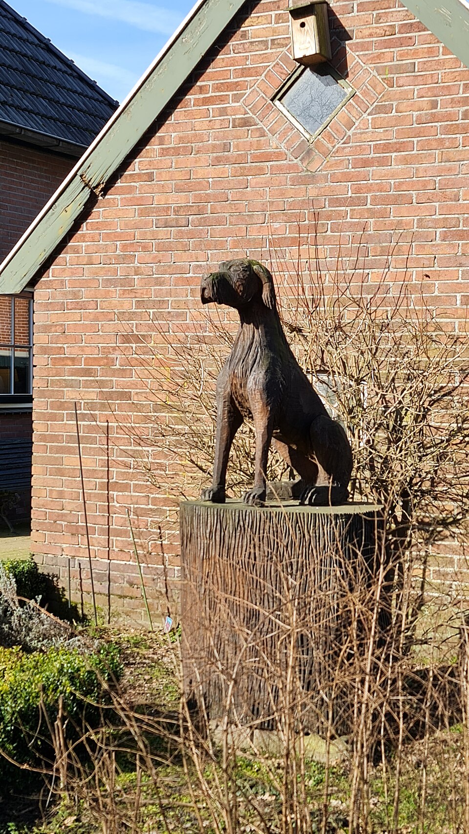 Braque hongrois à poil court — photo de la race de chien originaire de Hongrie (1)