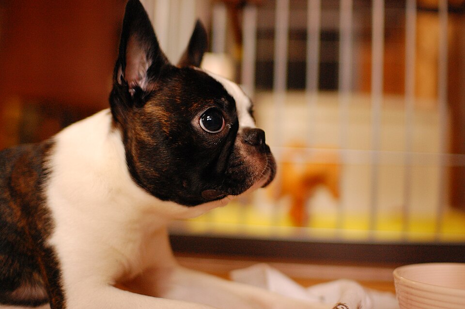 Boston Terrier — photo de la race de chien originaire de États-Unis (3)