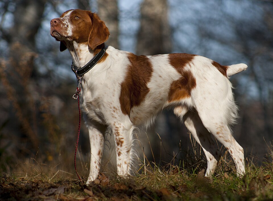 Epagneul breton — photo de la race de chien originaire de Bretagne (2)