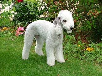 Bedlington terrier