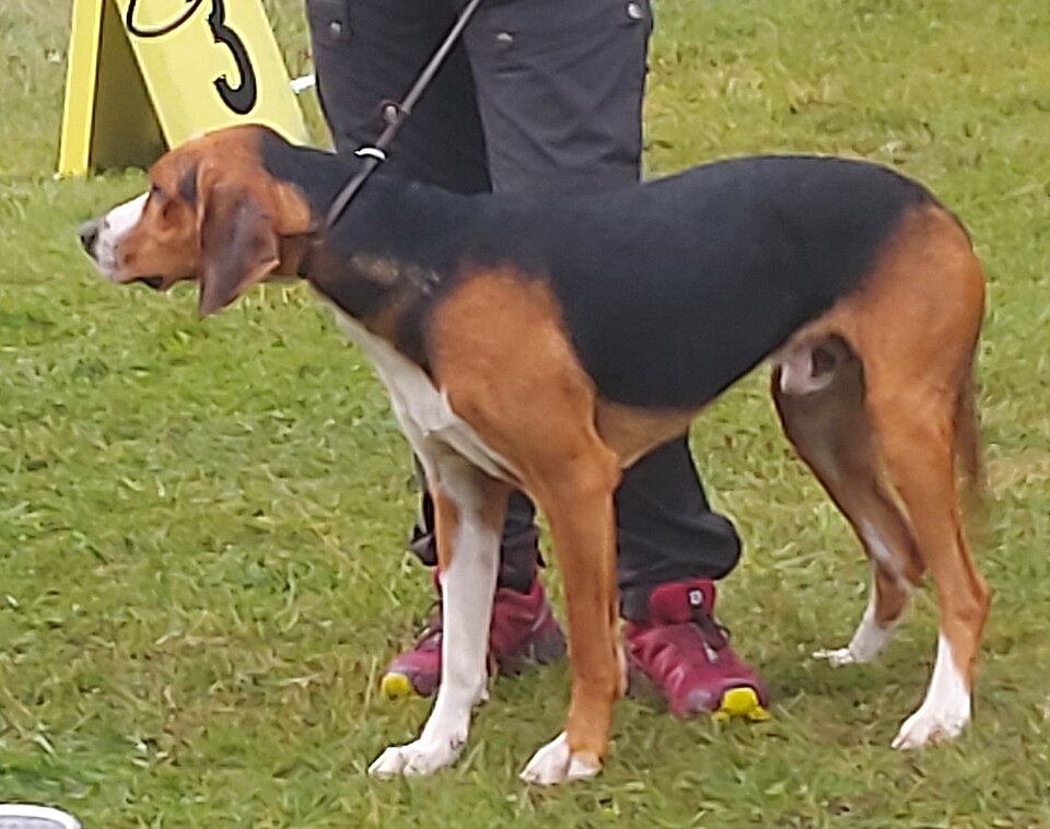 Chien courant finlandais — photo de la race de chien originaire de Finlande (5)