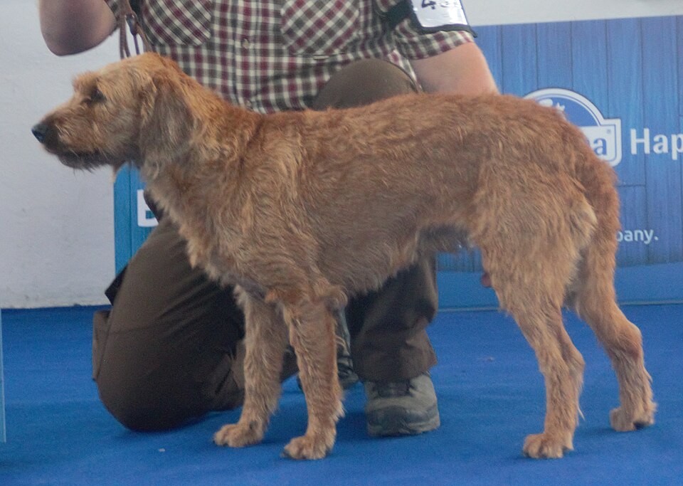 Brachet de Styrie à poil dur — photo de la race de chien originaire de Autriche (2)