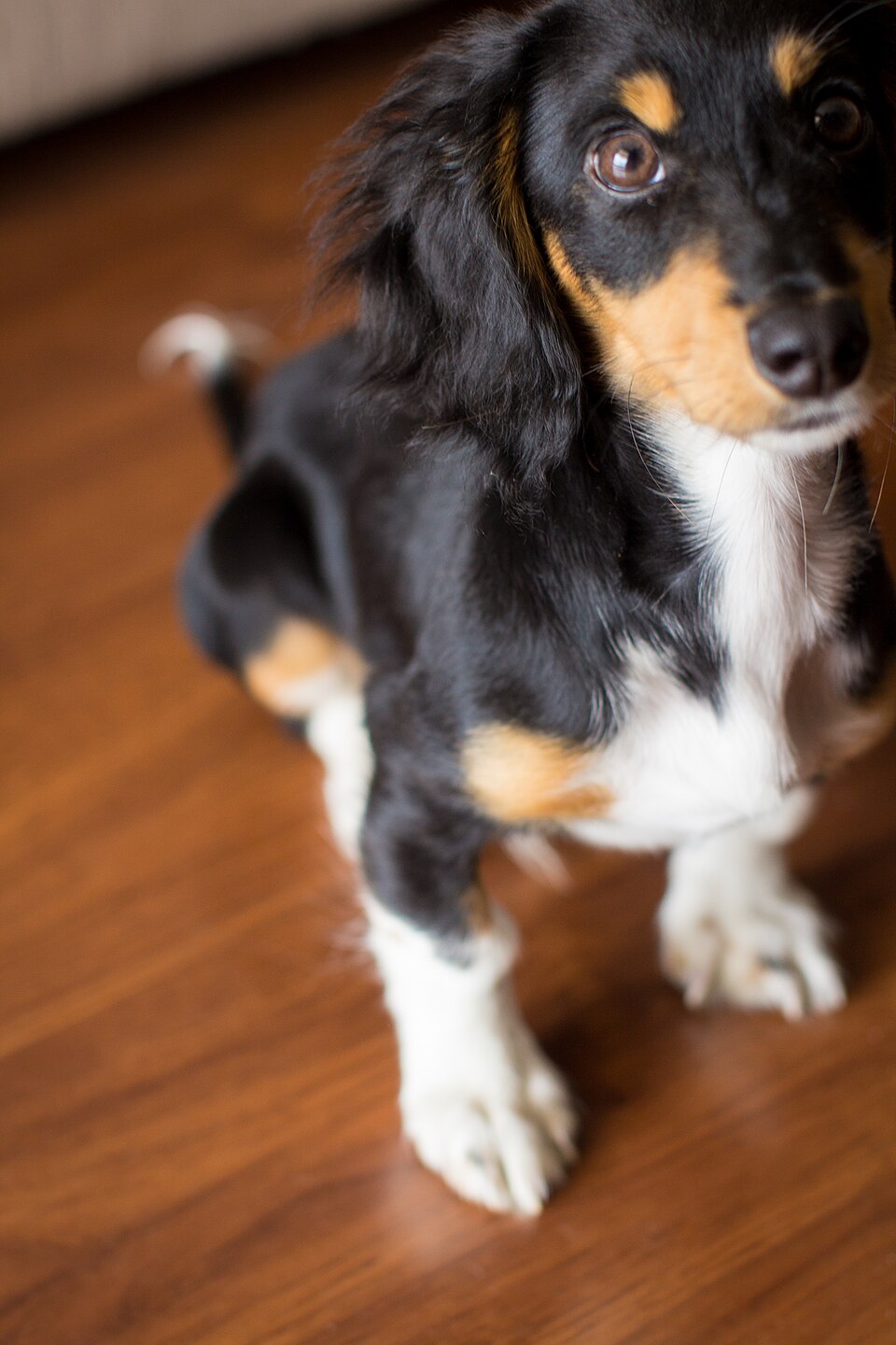 Teckel — photo de la race de chien originaire de Allemagne (4)