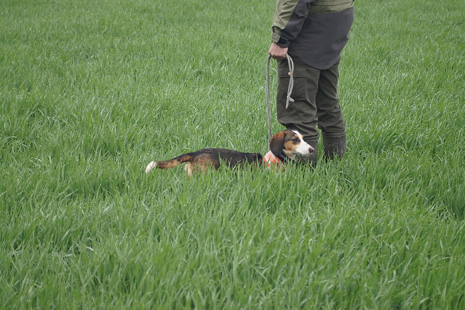 Basset de Westphalie — photo de la race de chien originaire de Allemagne (1)