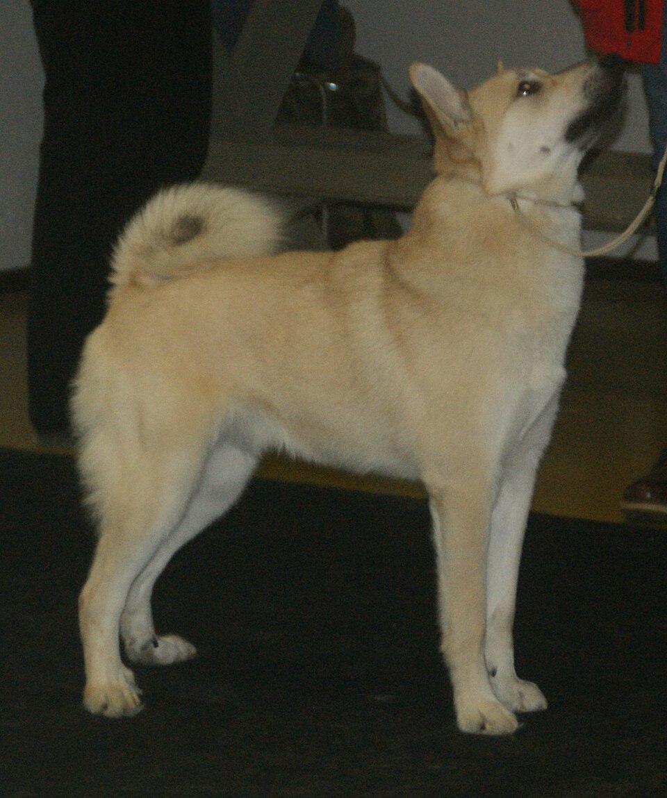 Buhund norvégien — photo de la race de chien originaire de Norvège (5)