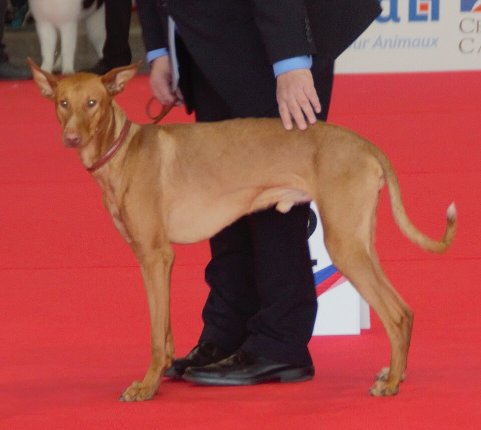 Podenco canario — photo de la race de chien originaire de Espagne (2)