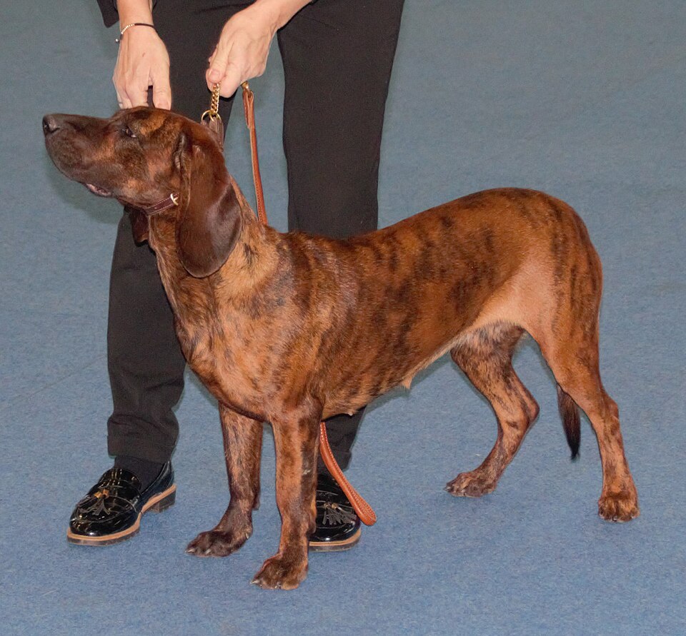 Chien rouge de Hanovre — photo de la race de chien originaire de Allemagne (6)
