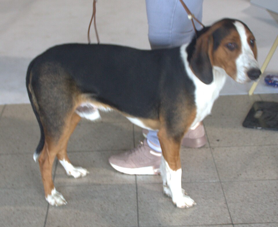 Brachet allemand — photo de la race de chien originaire de Allemagne (5)